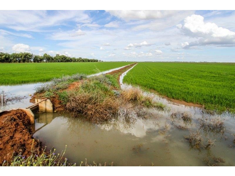 . “Boree Plain”, Benerembah NSW 2680