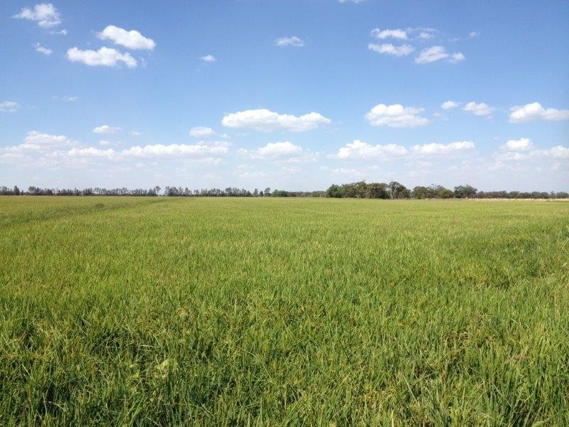 . “Boree Plain”, Benerembah NSW 2680