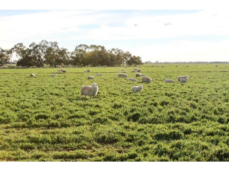 . “Boree Plain”, Benerembah NSW 2680