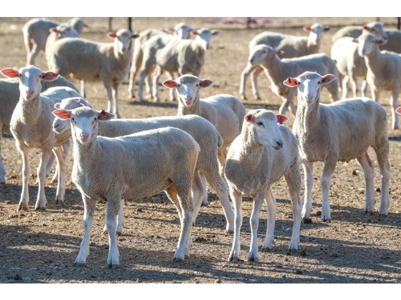 . “Boree Plain”, Benerembah NSW 2680