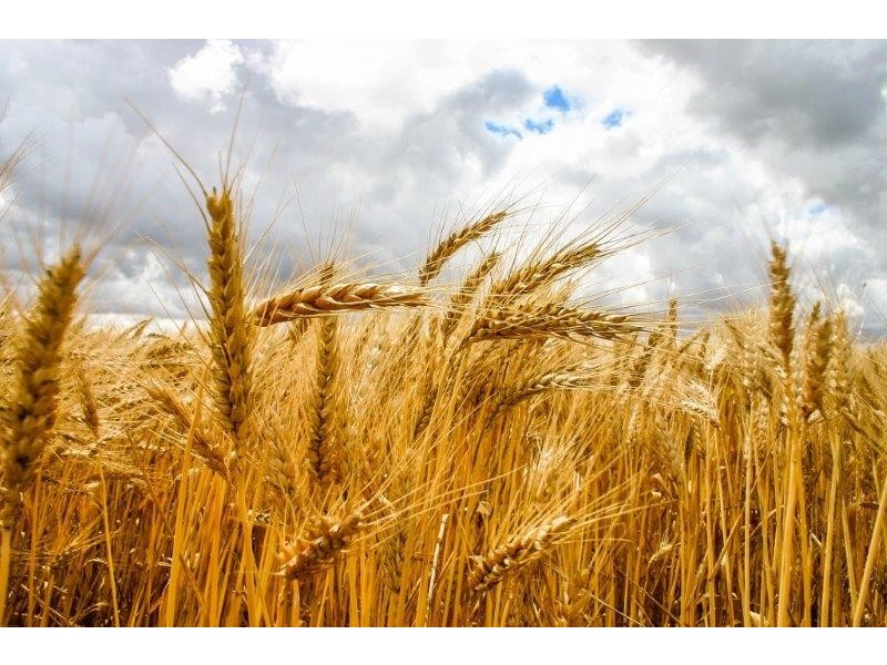 . “Boree Plain”, Benerembah NSW 2680