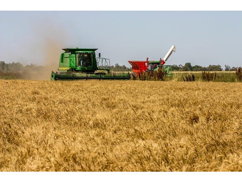 . “Boree Plain”, Benerembah NSW 2680