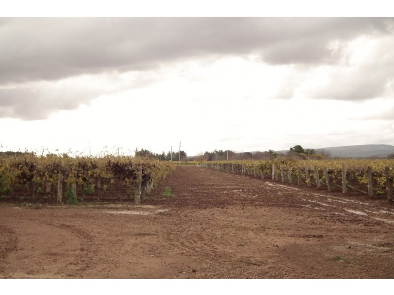 Farm 1488 Cemetery Road, Yenda NSW 2681