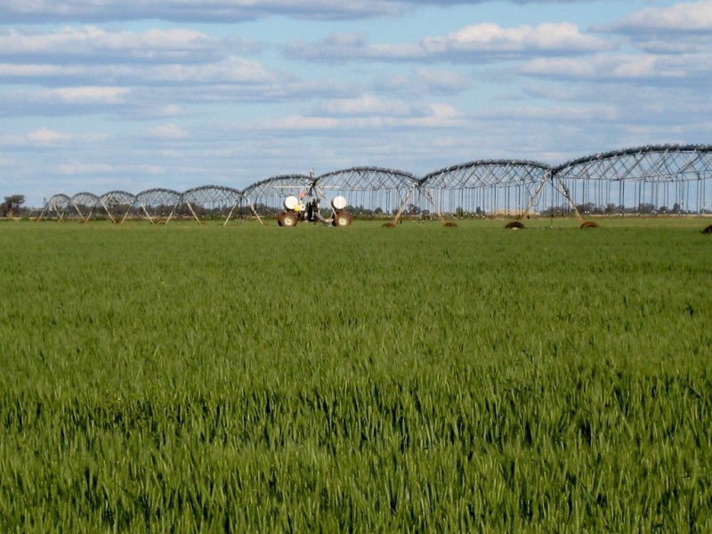 . “Curlew Park South”, Goolgowi NSW 2652