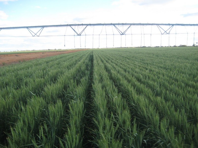 . “Curlew Park South”, Goolgowi NSW 2652