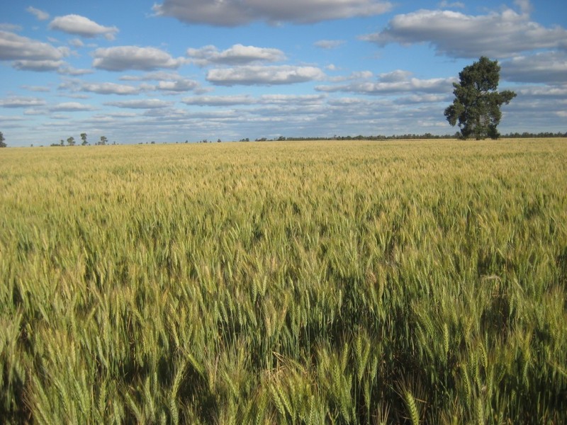 . “Curlew Park South”, Goolgowi NSW 2652