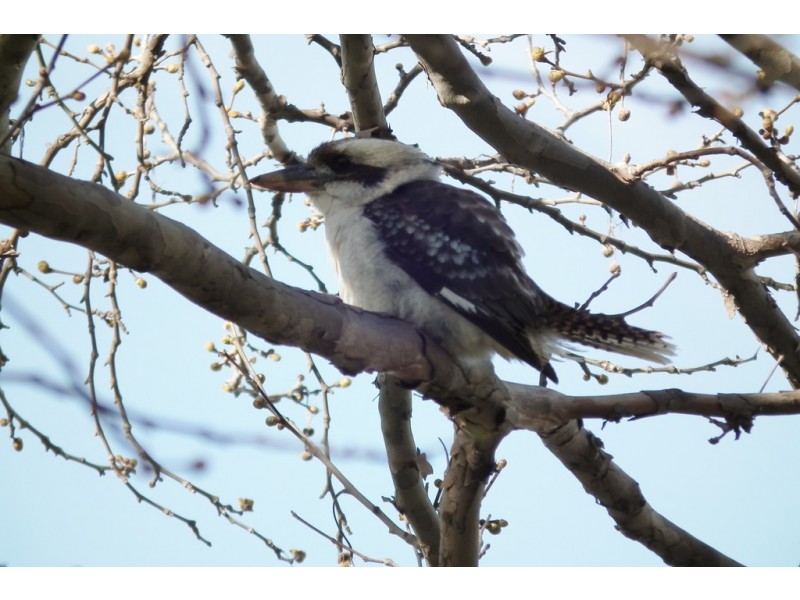 513 Mirrool Avenue, Yenda NSW 2681