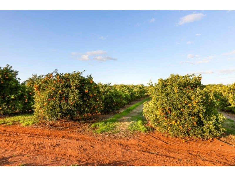Farms 1855 and1856 Scott Road, Griffith NSW 2680