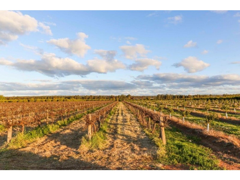 Farms 1855 and1856 Scott Road, Griffith NSW 2680