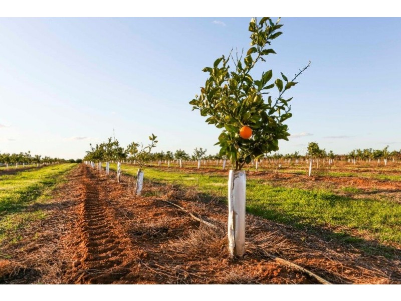 Farms 1855 and1856 Scott Road, Griffith NSW 2680