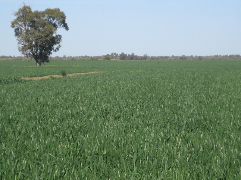 . “Waverley”, Tabbita NSW 2652