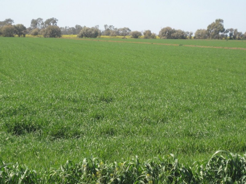 . “Waverley”, Tabbita NSW 2652