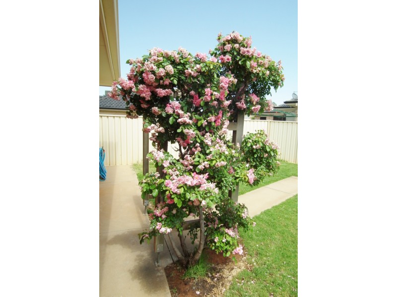 10 Ballestrin Street, Griffith NSW 2680