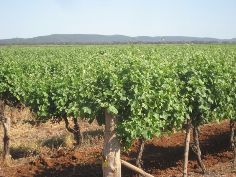 Farm 2617 Carver Road, Yenda NSW 2681