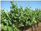 Farm 2617 Carver Road, Yenda NSW 2681