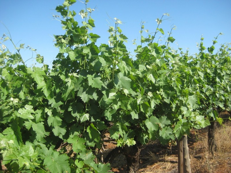 Farm 2617 Carver Road, Yenda NSW 2681