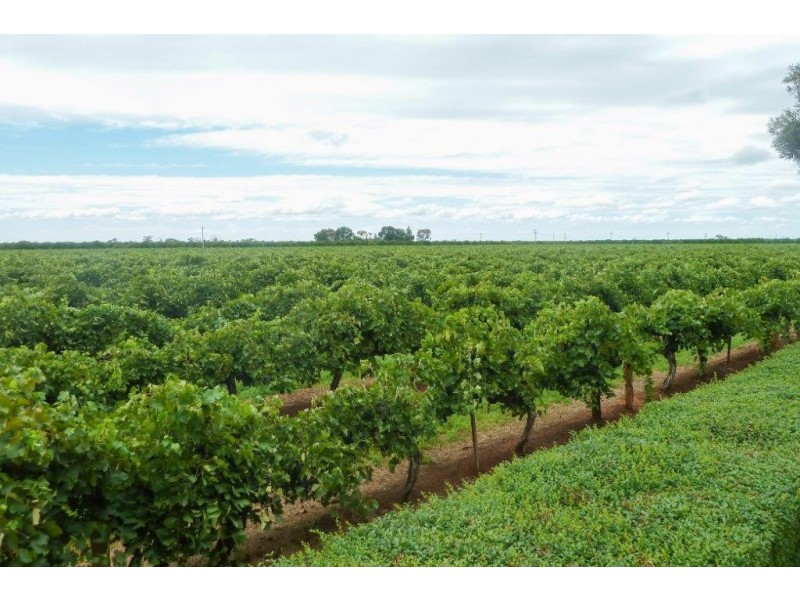 Farm 2181 Pavese Road, Yoogali NSW 2680