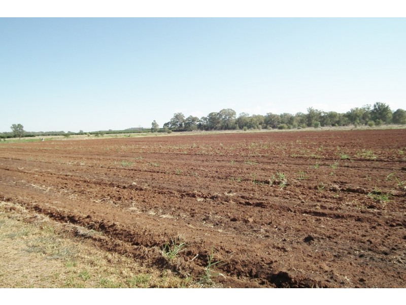 1295C Slopes Road, Griffith NSW 2680