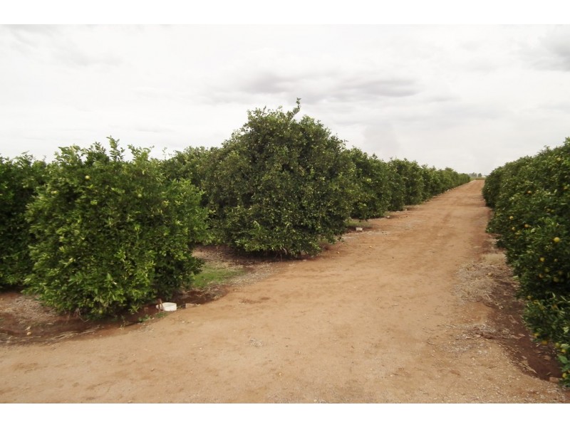 Farm 1716 White Road, Tharbogang NSW 2680