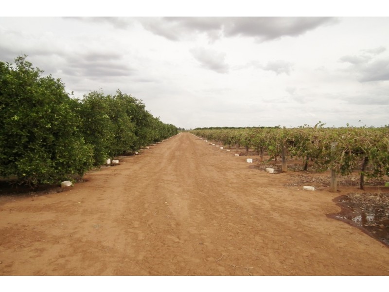 Farm 1716 White Road, Tharbogang NSW 2680