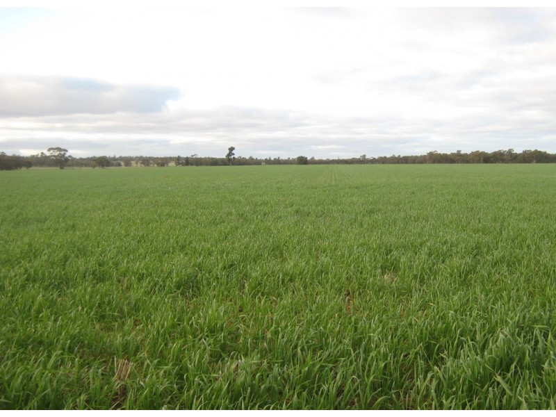 “Flynns” and “Fork Log”, Goolgowi NSW 2652