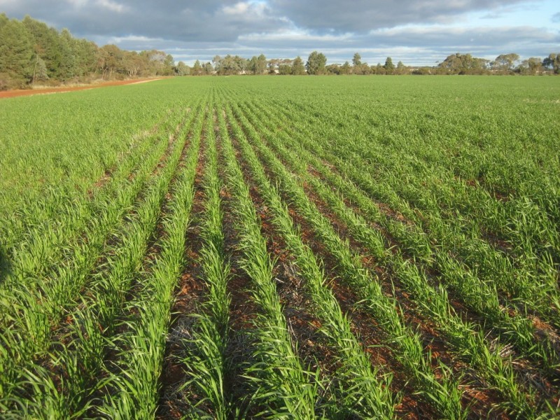 “Flynns” and “Fork Log”, Goolgowi NSW 2652
