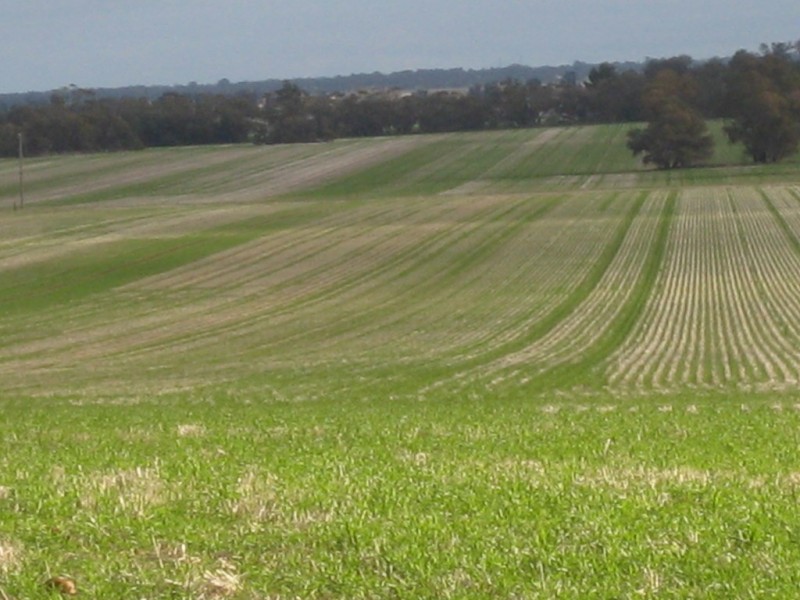 “Flynns” and “Fork Log”, Goolgowi NSW 2652