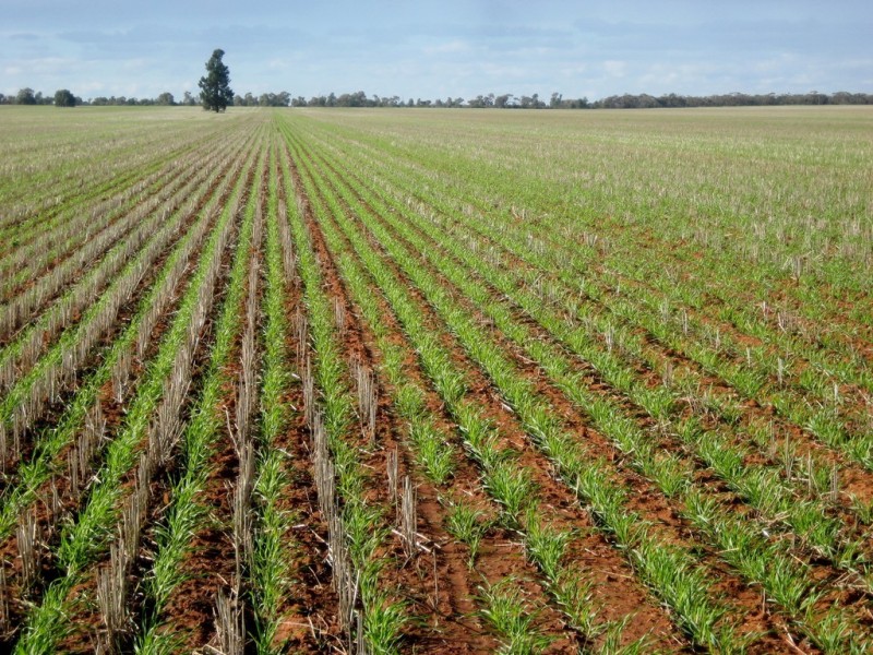 “Flynns” and “Fork Log”, Goolgowi NSW 2652