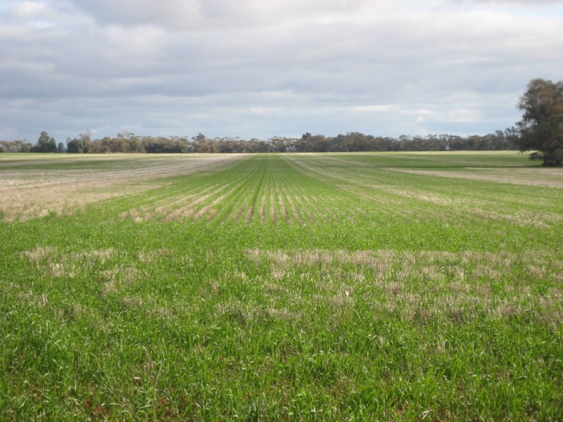 “Flynns” and “Fork Log”, Goolgowi NSW 2652