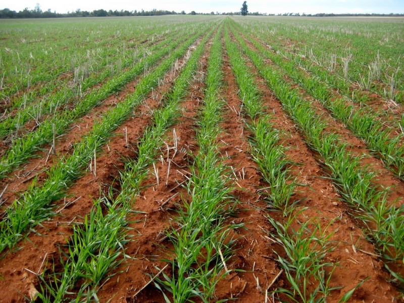 “Flynns” and “Fork Log”, Goolgowi NSW 2652