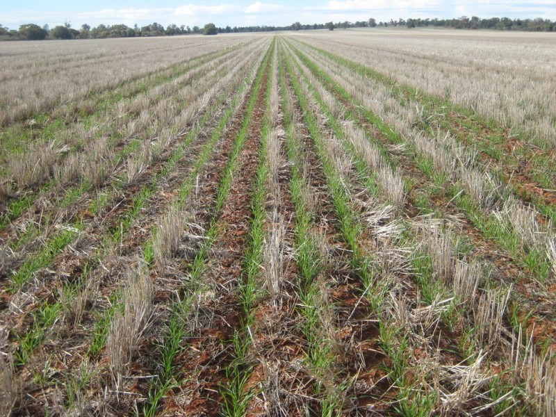 “Flynns” and “Fork Log”, Goolgowi NSW 2652