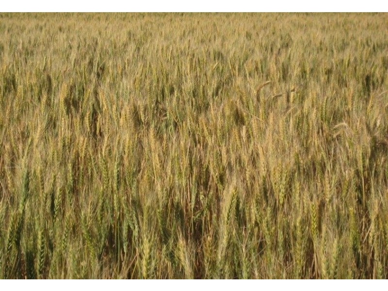 “Flynns” and “Fork Log”, Goolgowi NSW 2652