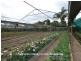 Tolga QLD 4882