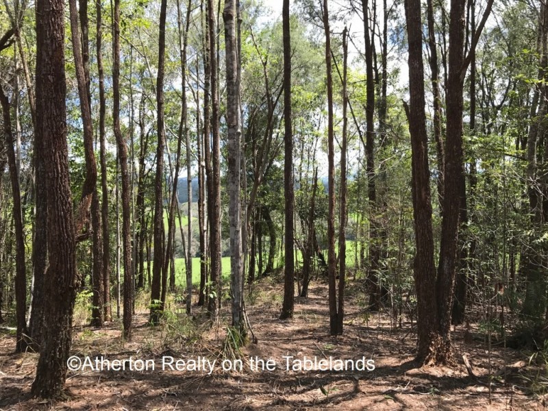 Yungaburra QLD 4884