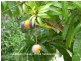 Herberton QLD 4887
