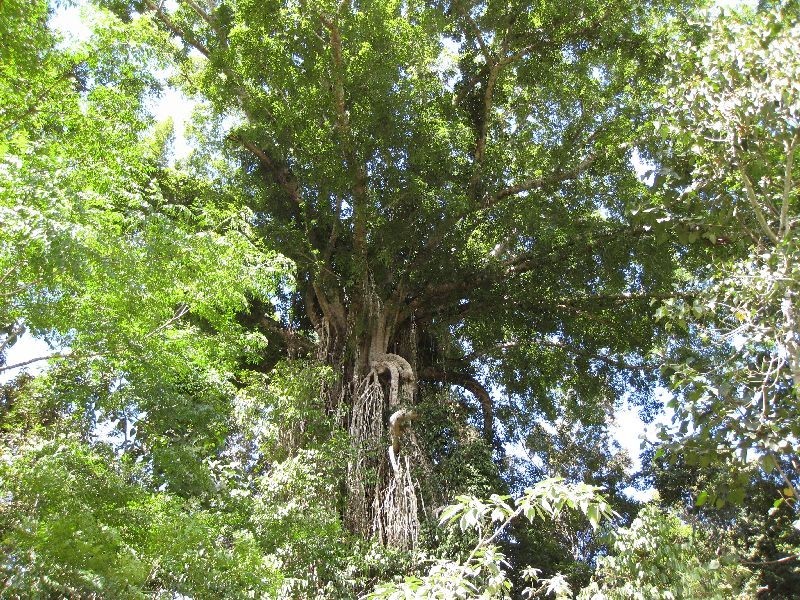 East Barron QLD 4883