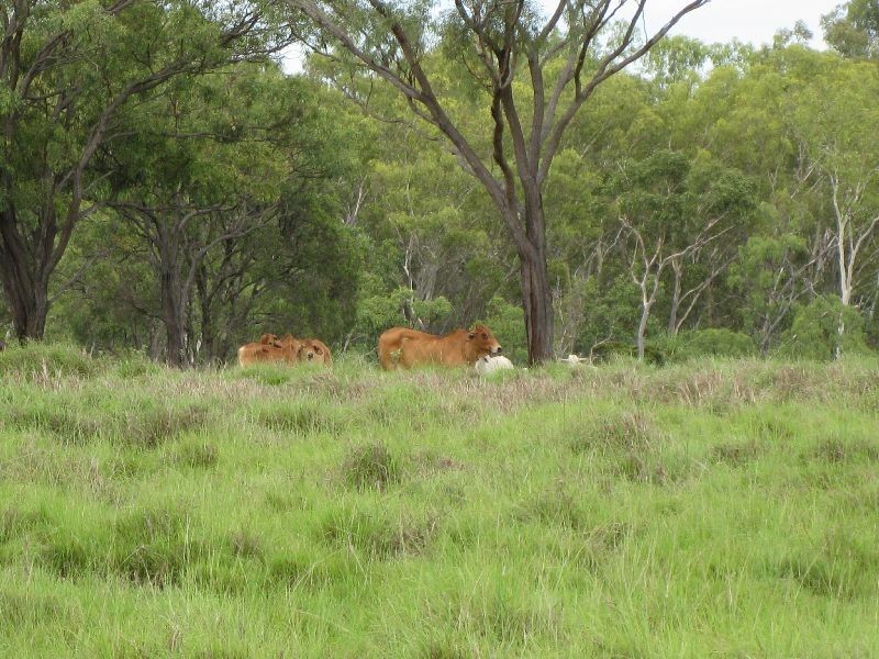 Mutchilba QLD 4872
