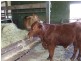 Upper Barron QLD 4883