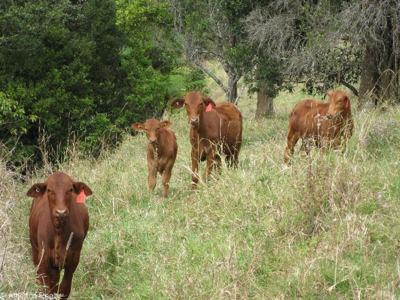 Millaa Millaa QLD 4886