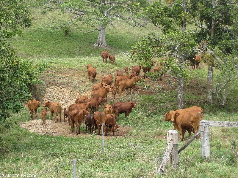 Millaa Millaa QLD 4886