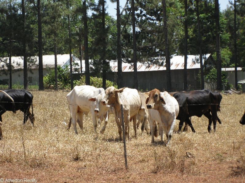 Upper Barron QLD 4883