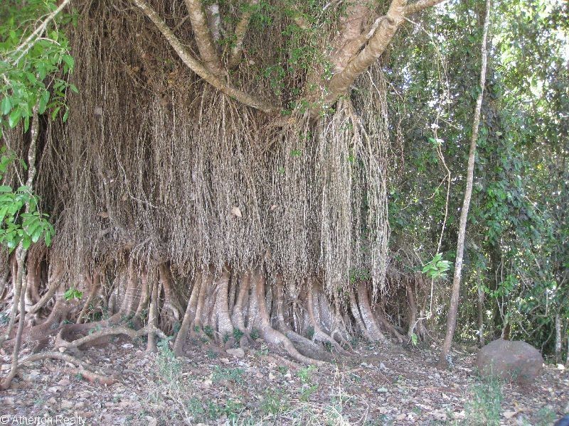 Upper Barron QLD 4883