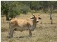 Upper Barron QLD 4883
