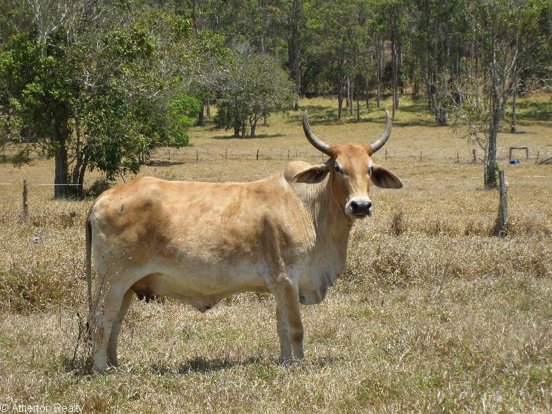 Upper Barron QLD 4883