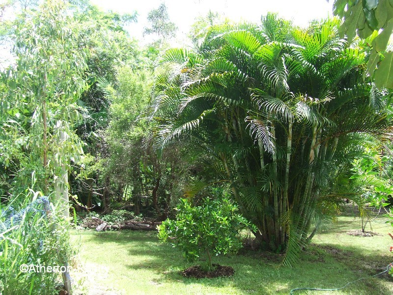 Ravenshoe QLD 4888