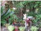 Yungaburra QLD 4884