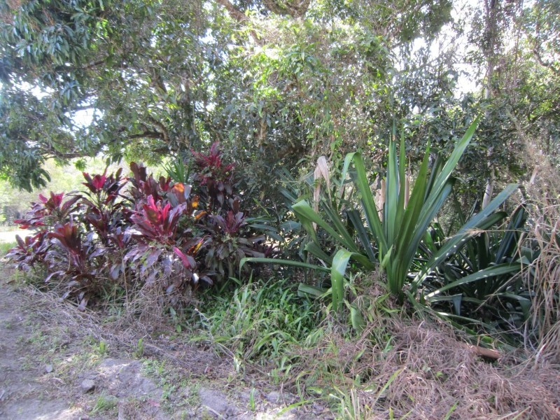 L4 Jerome Road, Yungaburra QLD 4884