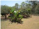 223 Elms Rd, Wondecla QLD 4887