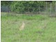 Tolga QLD 4882