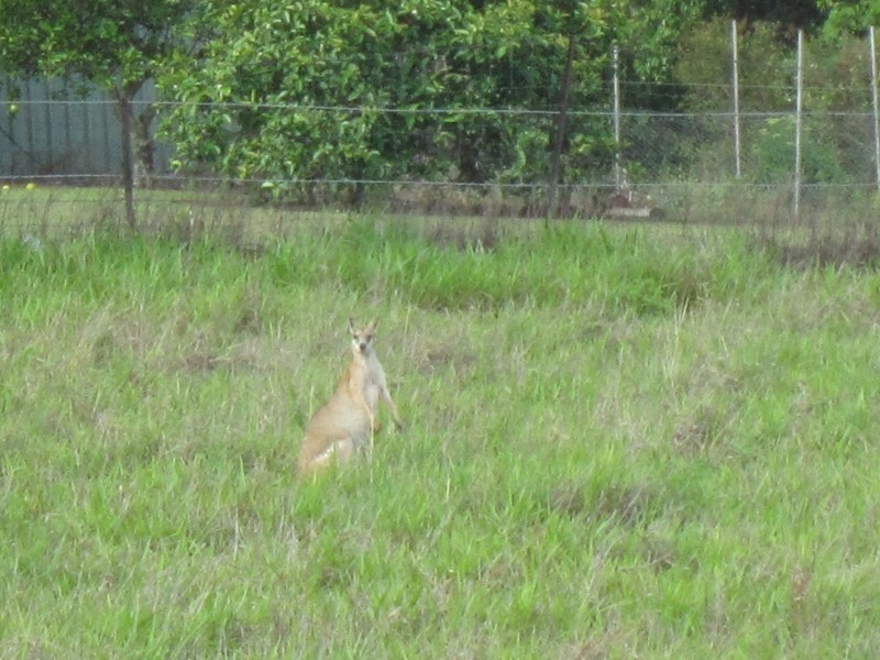 Tolga QLD 4882
